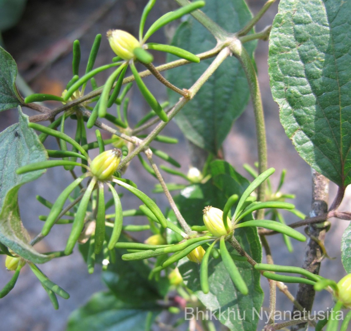 Clematis zeylanica (L.) Poir.